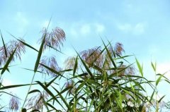 滕州微山湖湿地 微湖“精灵” 花开四季——芦花
