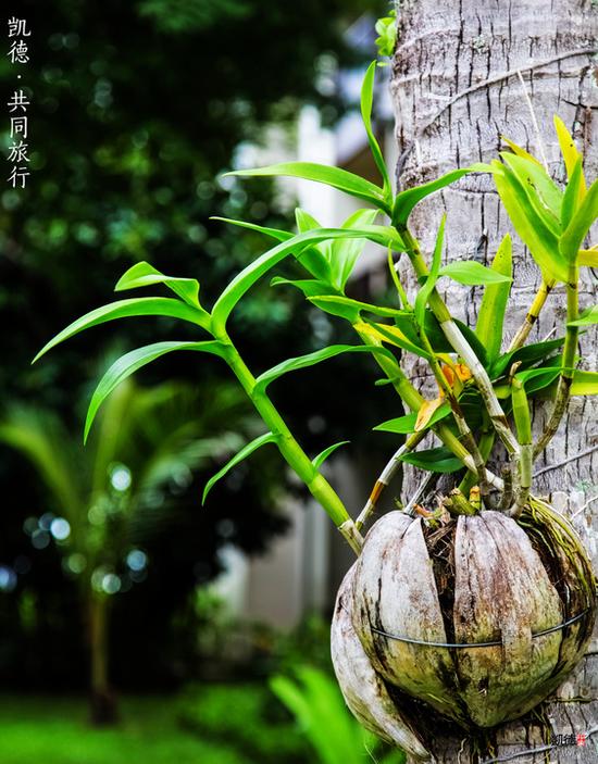 【共同旅行】苏梅漫行(1)相见不如怀念