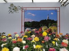 北京市第三十八届菊花(市花)展将在北海公园举办