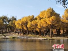 胡杨林正进入最佳观赏期