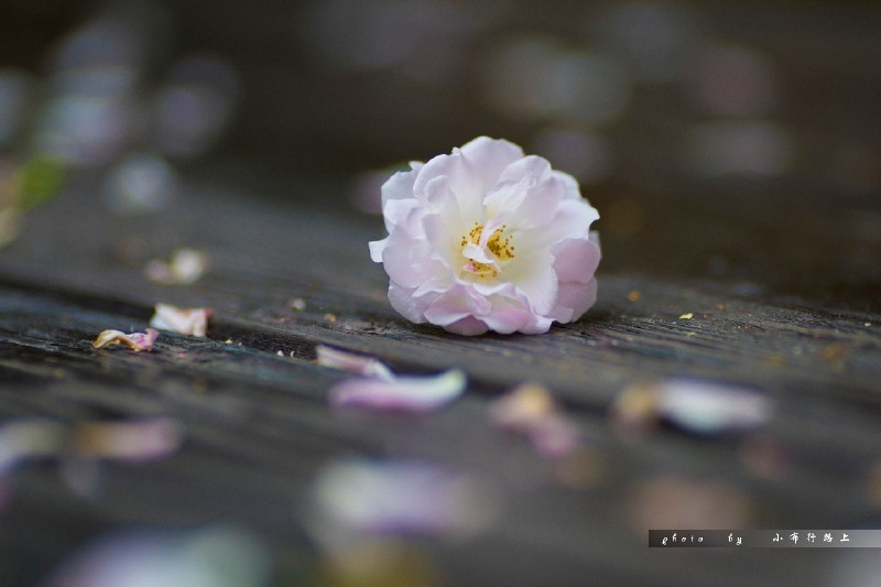 逸景终南下,霏雨忘太白