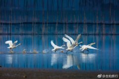 东至名片——中国鹤湖升金湖