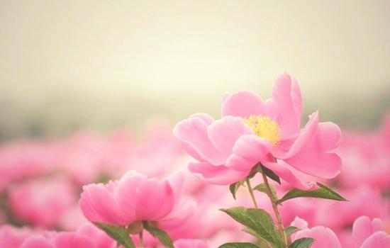 亳州市花:芍药