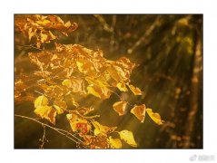 日本：史上最好的山梨秋色自由行攻略