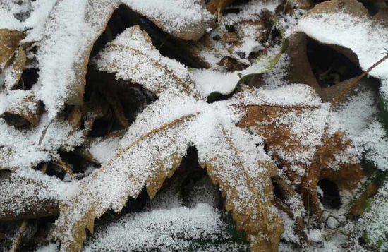 落叶被雪轻轻覆盖着 图:新浪博主/新闻910文鑫