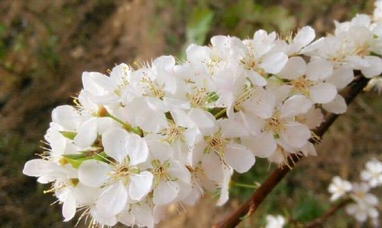 晶莹的珍珠李花布满枝头 图:新浪博主/小梁县长