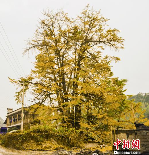 重庆秀山千年银杏身“披”黄金甲