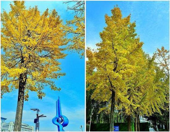 【实拍】又是一年银杏黄,泉城广场被染成金黄林海