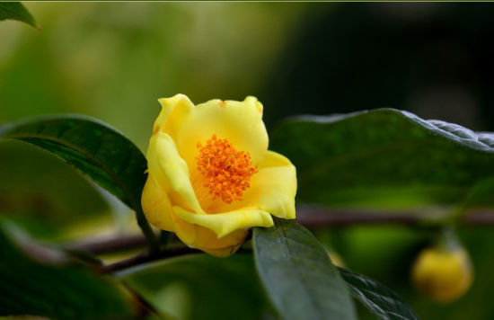 十万大山观赏园的金茶花 图:新浪博主/嵩山老猴