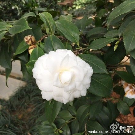 防城港白色山茶花 图:新浪博主/唐<a data-cke-saved-href='http://travel.sina.com.cn/baise_bama-lvyou/?from=b-keyword' href='http://travel.sina.com.cn/baise_bama-lvyou/?from=b-keyword' target='_blank'>巴马</a>