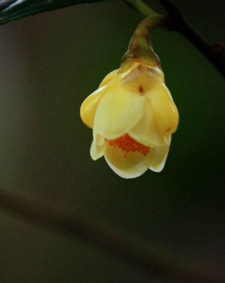 即将盛芳的金茶花 图:新浪博主/馋猫猫-