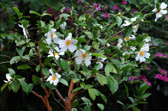 博白大果油茶花树 图:新浪博主/嵩山老猴
