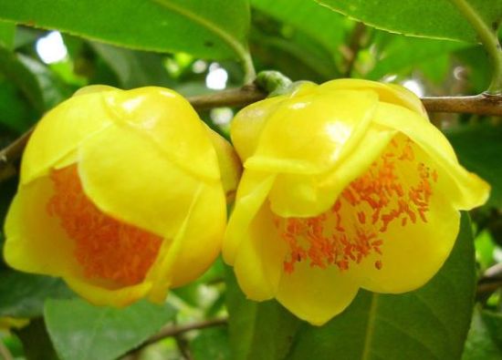 成双成对开放的金茶花 图:新浪博主/金茶花