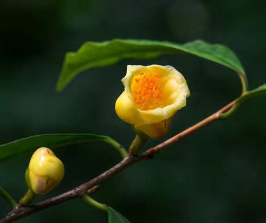 盛放的金茶花 图:新浪博主:@一洲摄影