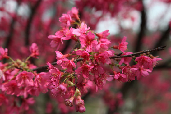 <a data-cke-saved-href='http://travel.sina.com.cn/nanning_shimensenlingongyuan-lvyou/?from=b-keyword' href='http://travel.sina.com.cn/nanning_shimensenlingongyuan-lvyou/?from=b-keyword' target='_blank'>石门森林公园</a>的樱花 图:新浪博主:@老树那生