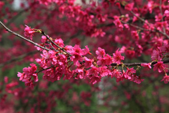<a data-cke-saved-href='http://travel.sina.com.cn/nanning_shimensenlingongyuan-lvyou/?from=b-keyword' href='http://travel.sina.com.cn/nanning_shimensenlingongyuan-lvyou/?from=b-keyword' target='_blank'>石门森林公园</a>樱花怒放 图:新浪博主:@老树那生
