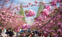 春日合肥 一路繁花似锦