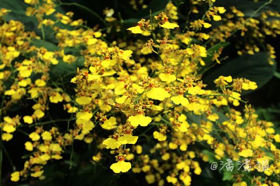 【<a data-cke-saved-href='http://travel.sina.com.cn/xinjiapo1-lvyou/?from=b-keyword' href='http://travel.sina.com.cn/xinjiapo1-lvyou/?from=b-keyword' target='_blank'>新加坡</a>】隐匿于百年植物园中的高颜值米其林餐厅