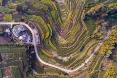 充满油菜花的海滨小县城