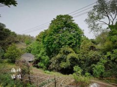 静美又低调的绿树和古道 犹如自贡的“世外桃源”