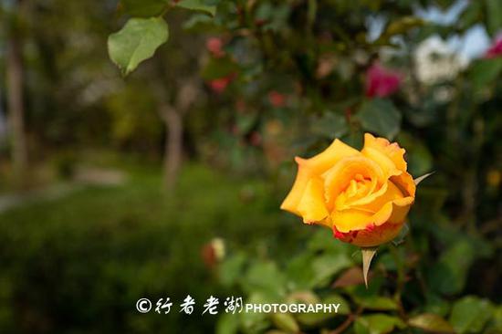 最美婚姻登记处,尚未开张,已带红一个都市小公园