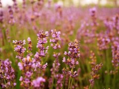 薰衣草开了 普罗旺斯太远 上海朱家角赏花刚刚好