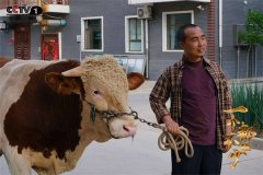 一个蓝田娃的影视梦
