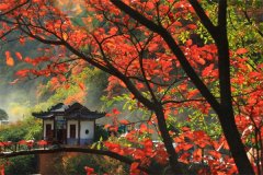 金秋赏红叶最佳打卡地——凤县灵官峡景区层林尽染静候您来！