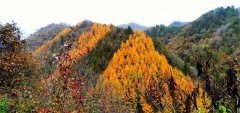 黑河森林公园2020“祖脉秦岭&#8226;醉美黑河”影像大赛快拍活动