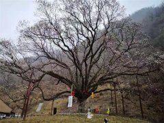 2021西安市美丽乡村健康游暨周至玉兰文化旅游活动盛大开幕