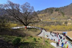 2022年玉兰文化旅游节开始招募啦！这个春天从您开始！