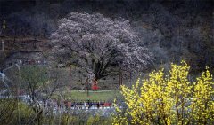 陕西黑河国家森林公园关于2022年玉兰文化旅游节相关情况的通告